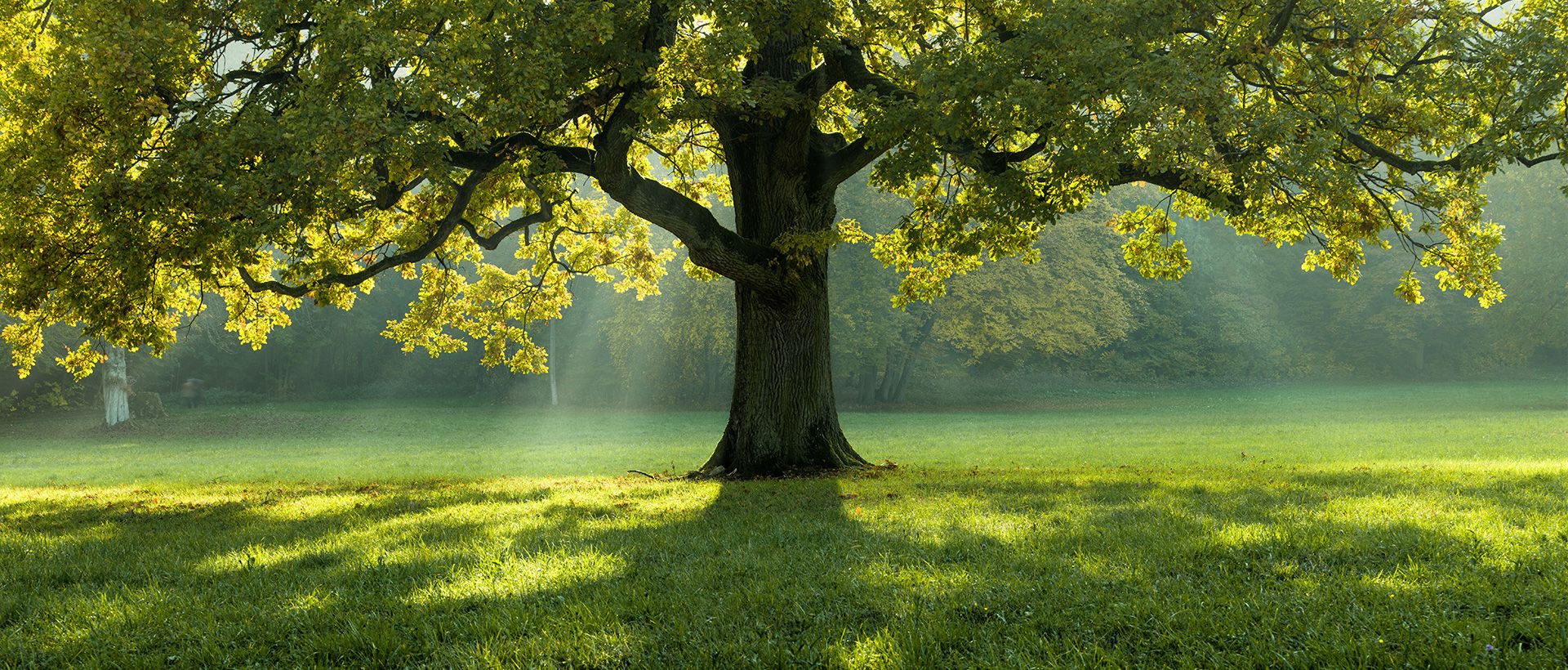 Majestätiskt lövträd i soligt grönskande landskap